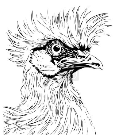 Illustration for Drawing sketch style illustration of a Silkie, Silky or Chinese silk chicken, an bantam breed of domestic chicken viewed from side done in black and white line art. - Royalty Free Image