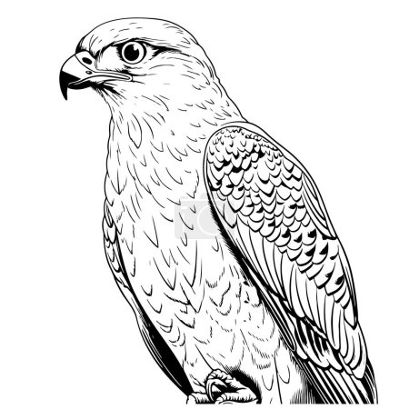 Téléchargez les illustrations : Dessin vectoriel d'un faucon sur fond blanc Oiseaux sauvages - en licence libre de droit