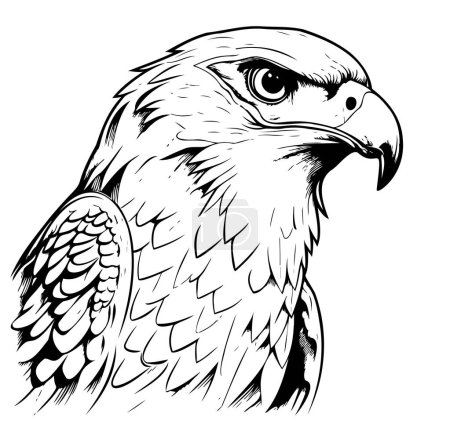 Téléchargez les illustrations : Dessin vectoriel d'une tête de faucon sur fond blanc Oiseaux sauvages - en licence libre de droit