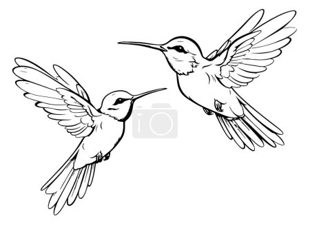 Téléchargez les illustrations : Oiseaux colibris dessinés à la main isolés sur blanc. Ensemble monochrome de colibris volants. Vol colibri vue de face et de côté. Croquis vectoriel
. - en licence libre de droit