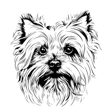 Sketch portrait of cute yorkshire terrier Vector