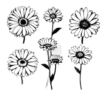 Téléchargez les illustrations : Gerbera fleurs ensemble. Illustration vectorielle de croquis d'art linéaire. - en licence libre de droit