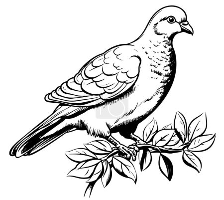 Illustration for Hand Drawn Engraving Pen and Ink White Dove Vintage Vector Illustration - Royalty Free Image