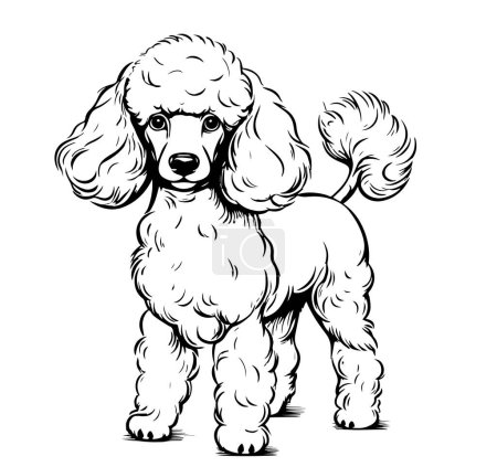 Téléchargez les illustrations : Cute toy poodle dog portrait hand drawn sketch Pets Vector illustration. - en licence libre de droit