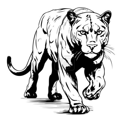 Illustration for Black panther hand drawn sketch Vector illustration, animals art - Royalty Free Image