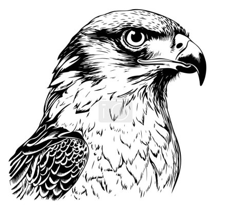 Téléchargez les illustrations : Dessin vectoriel d'une tête de faucon sur fond blanc - en licence libre de droit