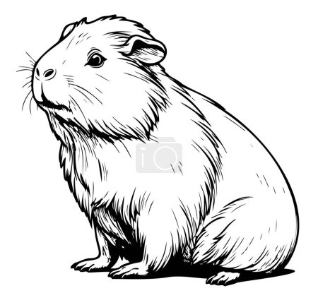 Guinea pig animal sketch Vector illustration pets