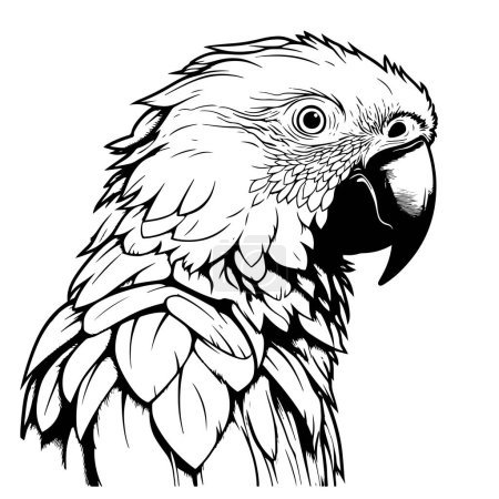 Ilustración de Vector grabado antiguo dibujo ilustración de cabeza de loro aislado sobre fondo blanco aves exóticas - Imagen libre de derechos