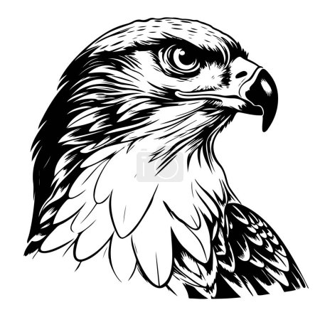 Téléchargez les illustrations : Dessin vectoriel d'un faucon sur fond blanc Oiseaux sauvages - en licence libre de droit