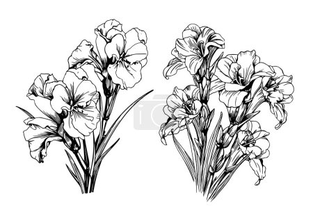 Ilustración de Línea de ilustración floral vectorial flor gladiolo blanco y negro sobre fondo blanco. Nenúfar, gladiola, gladiolos. Estilo de dibujo de una línea. - Imagen libre de derechos