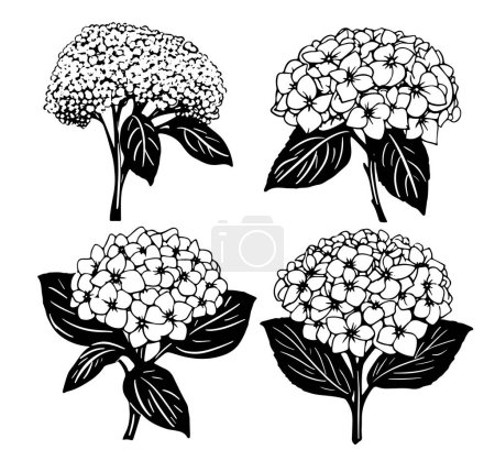 Téléchargez les illustrations : Illustration vintage hortensia. Illustration de fleurs botaniques de style gravé. Illustration vectorielle - en licence libre de droit