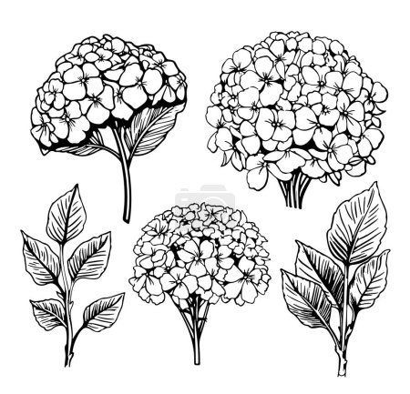 Téléchargez les illustrations : Illustration vintage hortensia. Illustration de fleurs botaniques de style gravé. Illustration vectorielle - en licence libre de droit