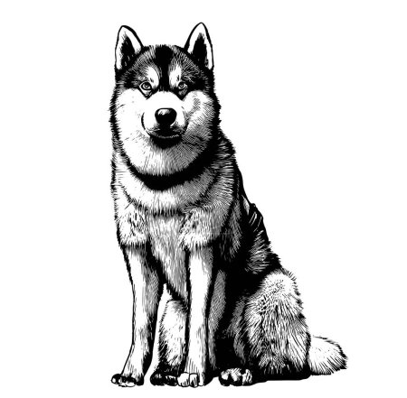 Ilustración de Blanco y gris adulto siberiano Husky Dog.House mascotas. - Imagen libre de derechos