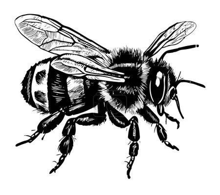 Téléchargez les illustrations : Dessin vectoriel vintage abeille miel. Croquis d'insecte isolé dessiné à la main. Illustrations de style gravure. Idéal pour logo, icône, étiquette, design d'emballage
. - en licence libre de droit