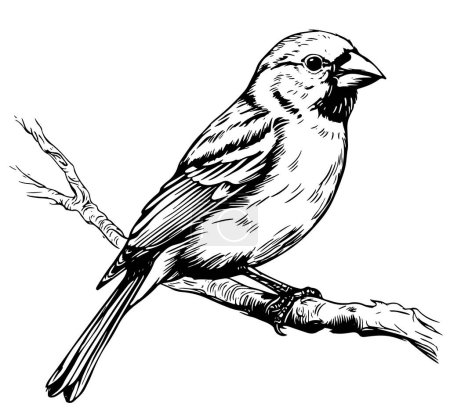 Black and white sketch of a canary bird sitting on a branch Vector illustration