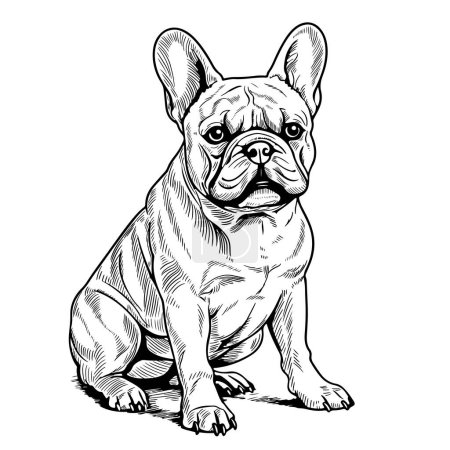 Illustration for French Bulldog - Hand Drawn. Vector Illustration. - Royalty Free Image