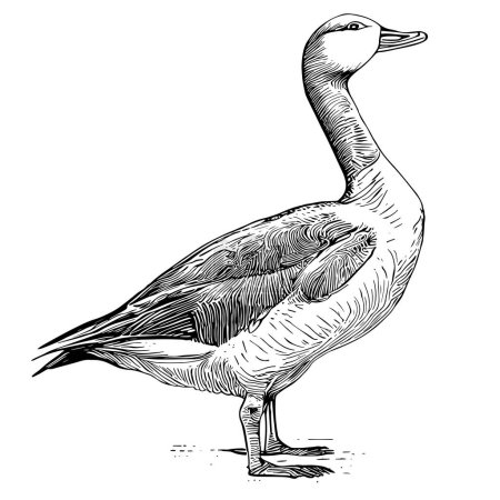 Illustration for Vector illustration of engraving goose on white background - Royalty Free Image