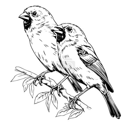 Line art of Canary bird on white background