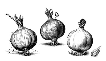 Ink sketch of onion isolated on white background. Hand drawn vector illustration. Retro style.