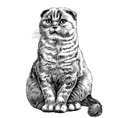 Illustration for Scottish fold cat portrait sketch hand drawn sketch, engraving style vector illustration. - Royalty Free Image