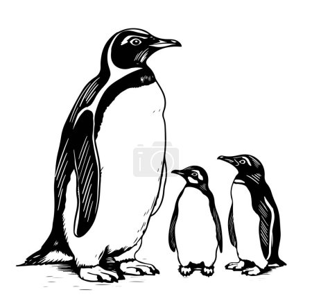 Penguins family. Cute baby penguin and parent drawing isolated
