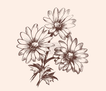 Illustration for Beautiful monochrome, black and white daisy flower isolated. for greeting cards and invitations of the wedding, birthday, Valentines Day, mothers day and other seasonal holiday - Royalty Free Image