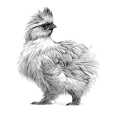 Ilustración de Divertido esbozo de gallina de seda dibujado a mano en estilo garabato Vector - Imagen libre de derechos
