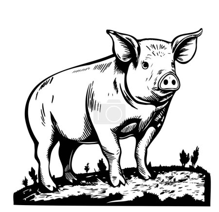 Téléchargez les illustrations : Gravure vectorielle de porc illustration dessinée à la main - en licence libre de droit