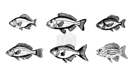 Collection de croquis de poissons. Illustration vectorielle dessinée main. Fruits de mer. Illustration de menu alimentaire. Style gravé