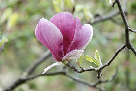 Foto de Magnolia soulangeana es una planta híbrida del género Magnolia y familia Magnoliaceae. Flores de magnolia, borrosa hermoso fondo bokeh. Foto de alta calidad - Imagen libre de derechos