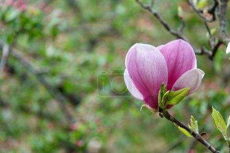 Foto de Magnolia soulangeana es una planta híbrida del género Magnolia y familia Magnoliaceae. Flores de magnolia, borrosa hermoso fondo bokeh con copyspace. Foto de alta calidad - Imagen libre de derechos