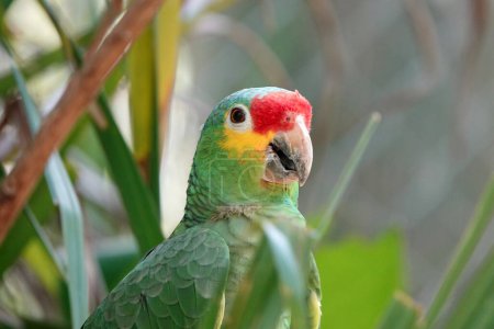 Portrait of beautiful Red-lored Amazon Parrot in Mexico on green natural background behind the palm leaves. High quality photo