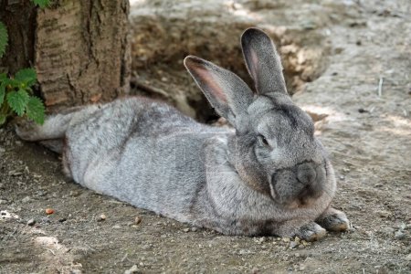 Téléchargez les photos : Un beau lapin géant flamand touffu couché et reposant à l'ombre. Lapin mâle aux yeux fermés. Photo rapprochée. Photo de haute qualité - en image libre de droit