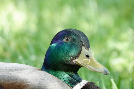 Photo for Detail of solo male duck sitting on green grass and looking into the camera. Green head of mallard duck in natural habitat. High quality photo - Royalty Free Image