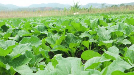 Photo for Caisim or Choy sum plants growing on a farm. Choy sum or green cabbage (also known as Cai Xin or Chinese flowering cabbage) is one of the popular leaf vegetables in Indonesia - Royalty Free Image