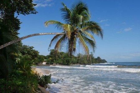 Schrg stehende Palme am Strand im Nationalpark in Cahuita in Costa Rica