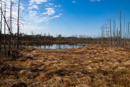 Bog landscape with pools in spring, cloudy sky, Cena Moorland, Latvia