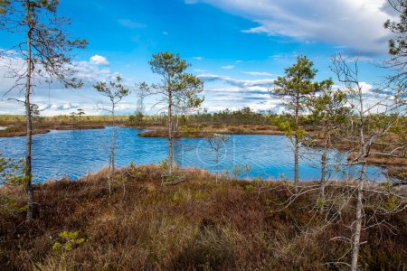 Bog landscape with pools in spring, cloudy sky, Cena Moorland, Latvia