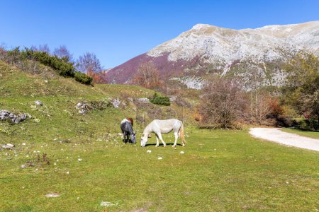 Téléchargez les photos : Deux chevaux mangent l'herbe sur la prairie dans les montagnes de Pescasseroli, Italie. - en image libre de droit