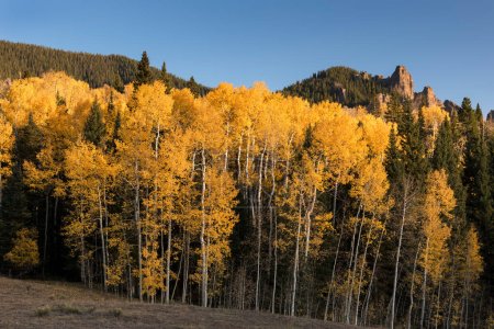 Photo for The High Mesa, with its many volcanic pinnacle formations located within the Uncompahgre National Forest, Colorado. Dramatic late afternoon light on the aspen grove. - Royalty Free Image