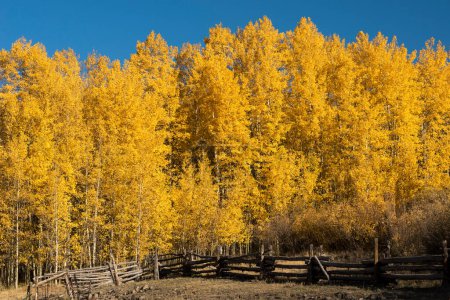 Téléchargez les photos : Un corral en bois est dominé par un paysage d'automne coloré dans la vallée de Cimarron du Colorado. - en image libre de droit
