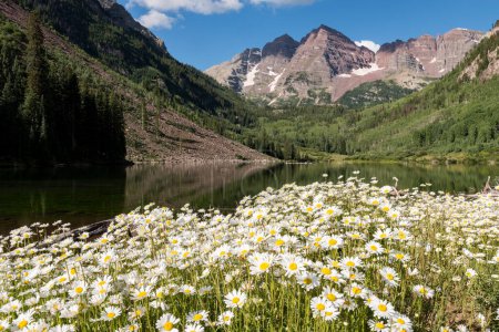 Photo for A Throng of mid Summer Daisy flowers with the backdrop of the Maroon Bells and the vast Maroon Bells Snowmass Wilderness Area in Central Colorado. - Royalty Free Image