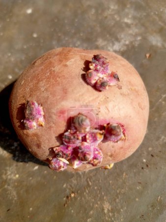 Photo for Tuber of an old brown potato with new pink sprouts. young sprouts grown on potato tubers in spring. - Royalty Free Image