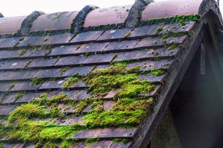 Foto de Moss creciendo en las tejas. De cerca. Enfoque selectivo. Foto de alta calidad - Imagen libre de derechos