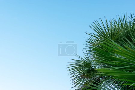 Green palm fronds against a blue sky, providing a serene backdrop with room on the left for text, symbolizing the essence of a summer getaway.