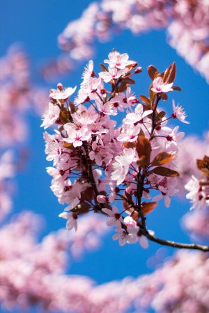 Foto de 24.04.2023 Bialystok Polonia.Delicadas flores de cerezo contra el cielo azul. - Imagen libre de derechos