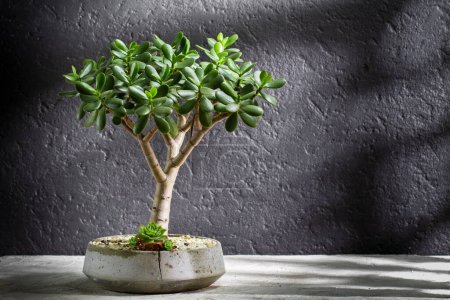 Jade tree in cement pot, close-up view, space for text