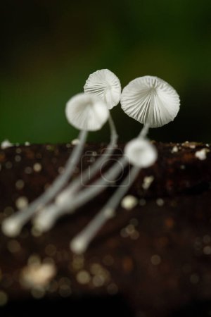 Kleine Pilze in der Natur, aus nächster Nähe