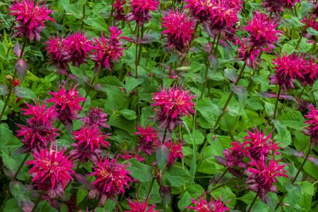 Photo for A vibrant grouping of bergamot bee balm flowers in a wisconsin summertime garden - Royalty Free Image