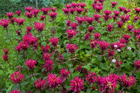 Téléchargez les photos : A vibrant grouping of bergamot bee balm flowers in a wisconsin summertime garden - en image libre de droit